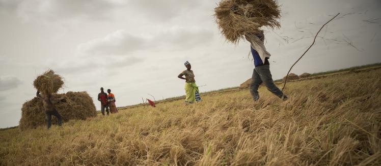 COVID-19 Challenges to Equity: Insights from Rural Nepal and Senegal