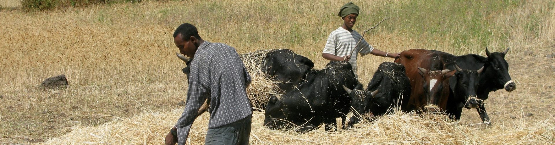 Making Food systems Equitable: An African Dialogue on Gender Equitable & Food Systems