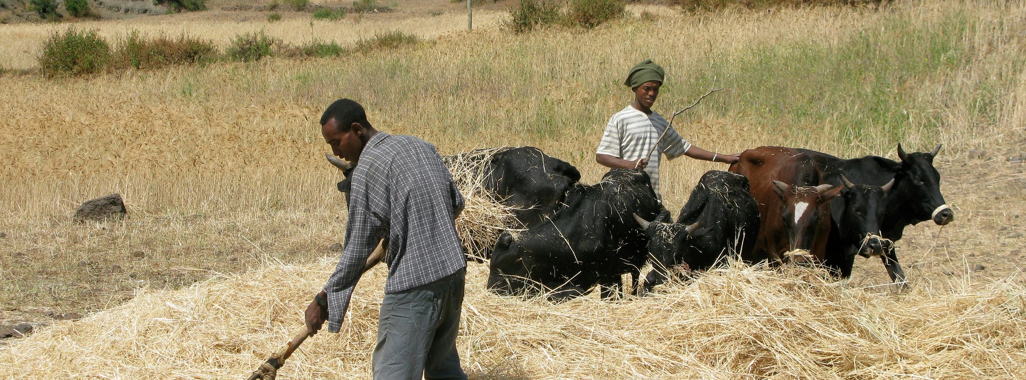 Making Food systems Equitable: An African Dialogue on Gender Equitable & Food Systems
