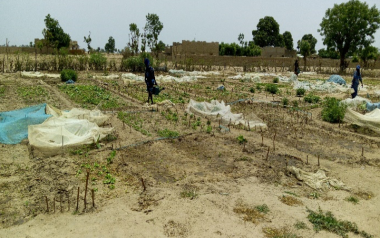 Des associations de producteurs pour développer la croissance et la transformation agricoles africaines