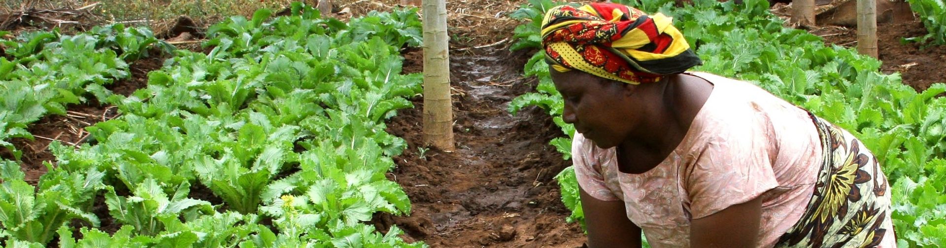 UNFSS Science Days Side Event: égalité des genres, autonomisation des femmes et systèmes alimentaires