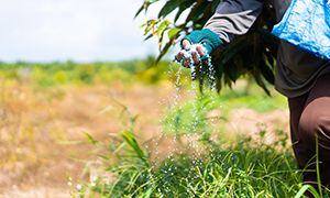 Fertilizer Availability and Affordability: Implications for agricultural productivity and food security