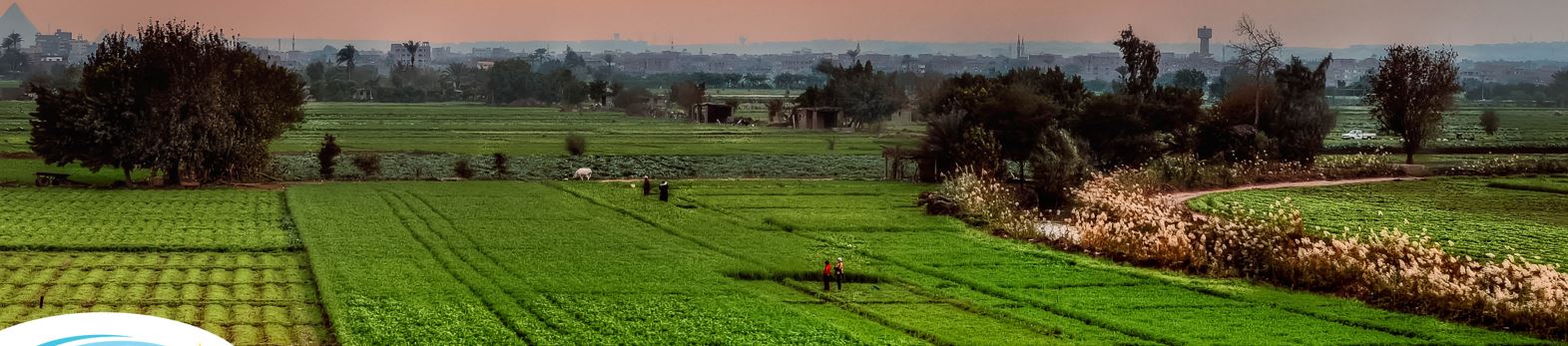 Accelerated Action for Food Systems Resilience: Egypt’s plans for COP27 and the role of CGIAR