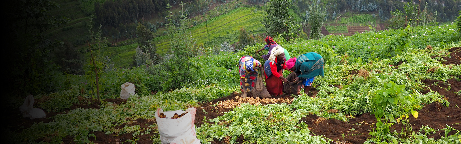 LE RAPPORT 2023 DE L’IFPRI SUR LA POLITIQUE ALIMENTAIRE MONDIALE : PUBLICATION DE L’ARTICLE ‘REPENSER LES RÉPONSES AUX CRISES ALIMENTAIRES’