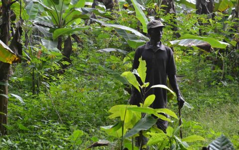 La flambée des cours du cacao : Impacts divers et implications pour les principaux producteurs ouest-africains