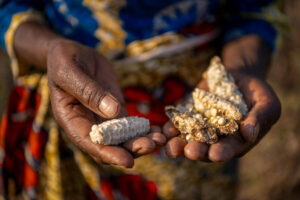 Tale of two villages: In Malawi, farmers point the way as drought drives hunger