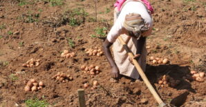 Tracking soil health managers in Uganda