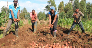 Effectiveness of aflatoxin biocontrol: Evidence from Kenyan smallholders under varied levels of technical support