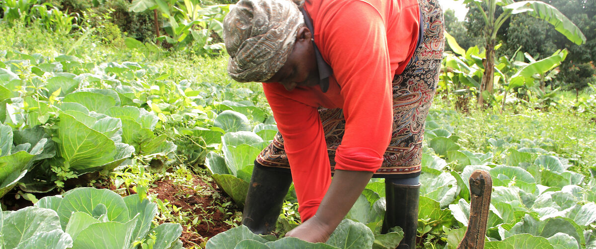 The political economy of food self sufficiency policies and food security in African countries