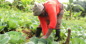 The political economy of food self sufficiency policies and food security in African countries