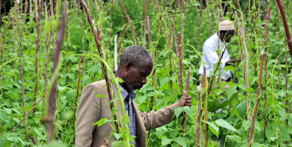 Household coping strategies and food security in the multi-shock environment of Mali