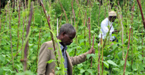 Household coping strategies and food security in the multi-shock environment of Mali