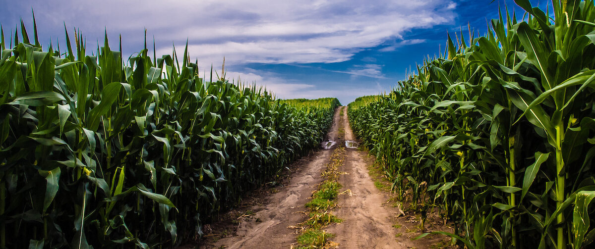 Maize yield responsiveness and profitability of fertilizer: New survey evidence from six African countries