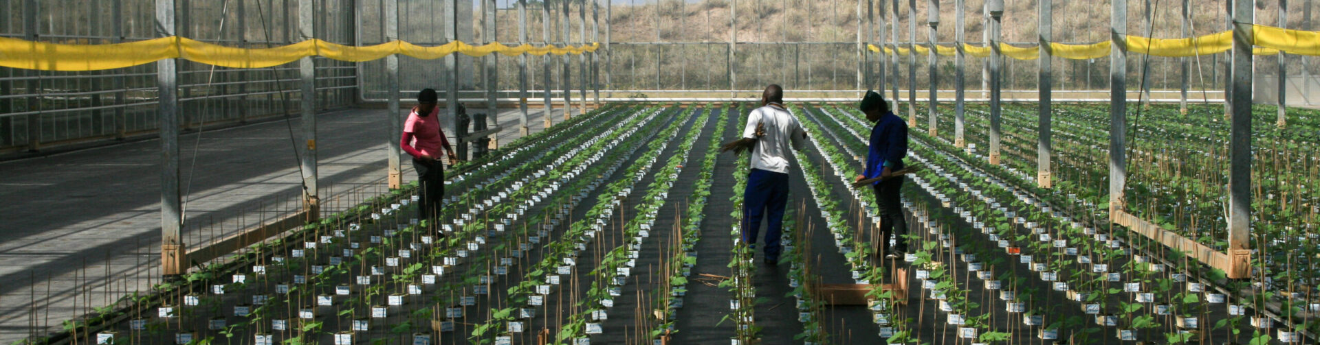 New U.S. tariff policies: What’s at stake for sub-Saharan Africa?