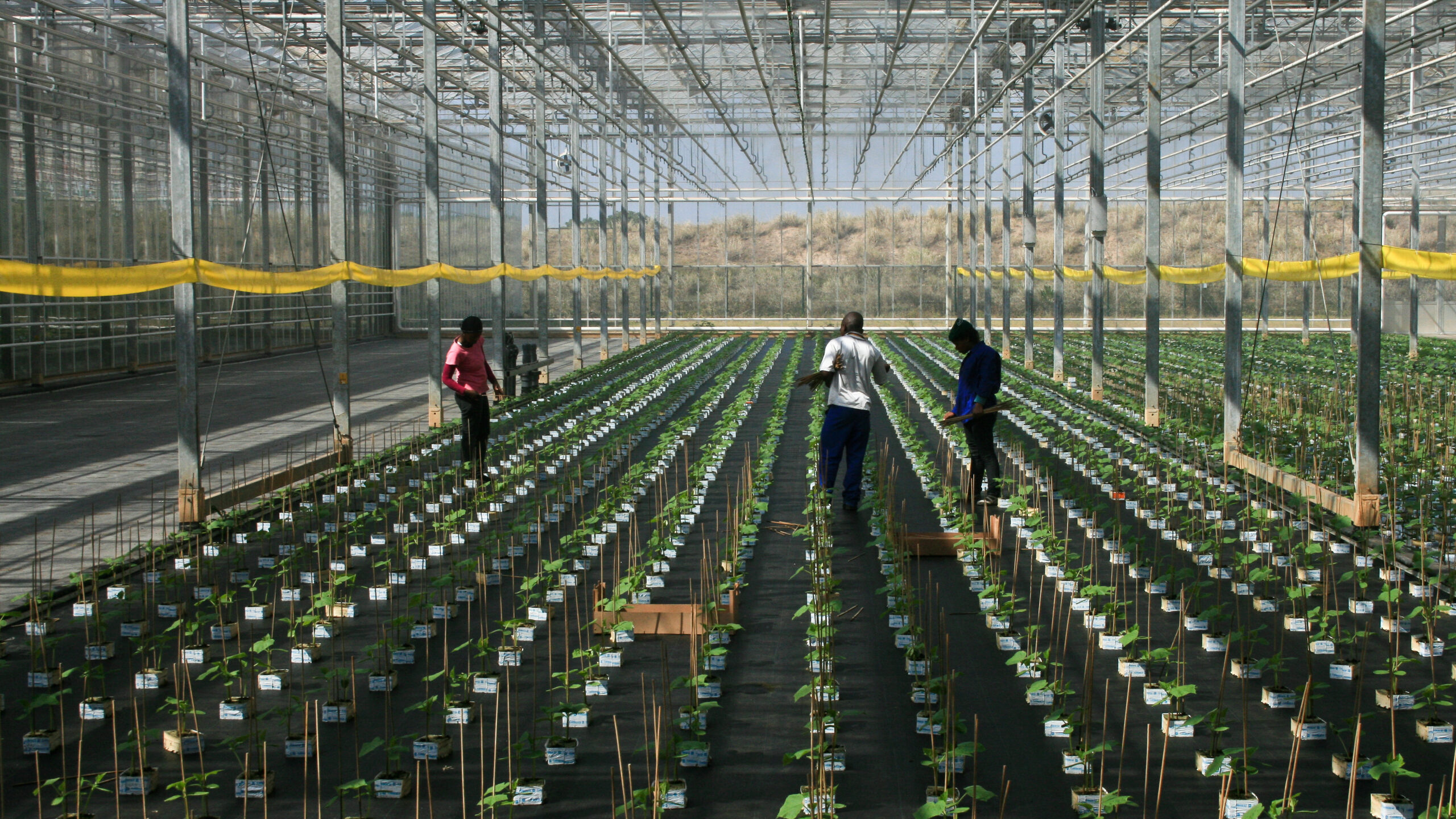 New U.S. tariff policies: What’s at stake for sub-Saharan Africa?