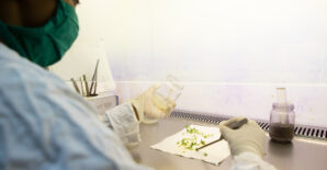 Unlocking stronger food systems with African research (SciDev.Net)