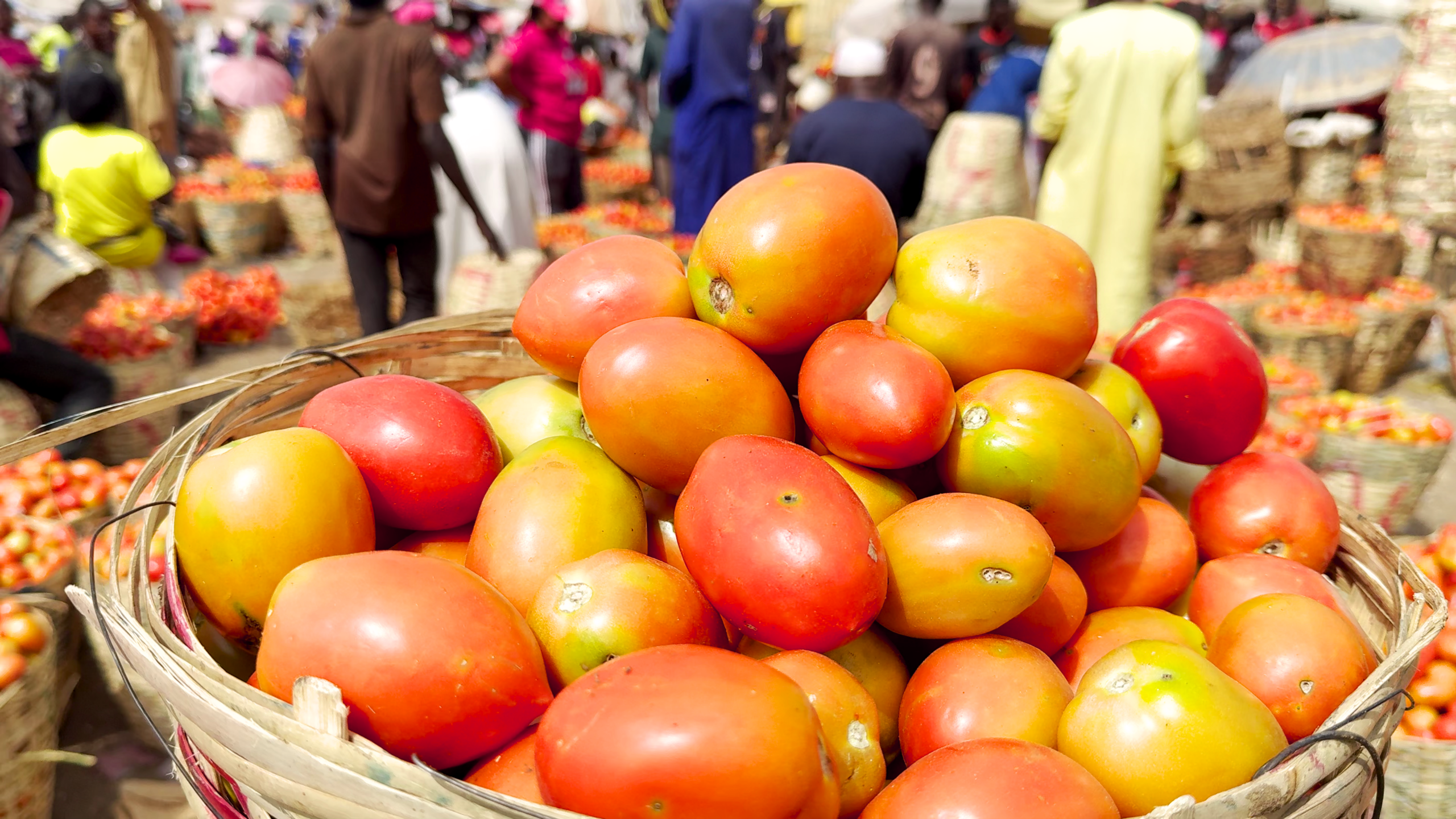 How AI can help reduce food loss and waste in Nigeria’s tomato value chain